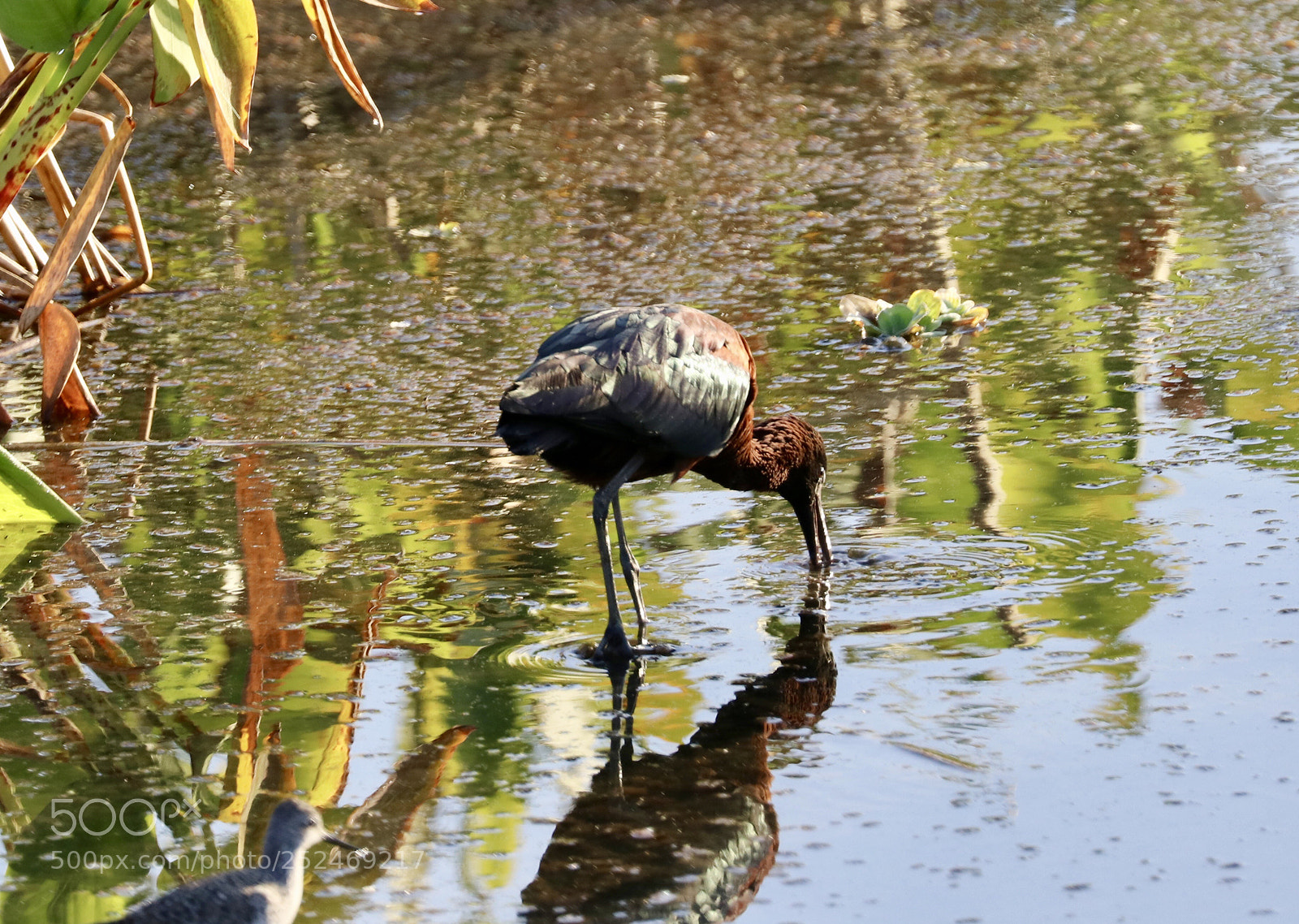 Canon EOS 80D sample photo. Reddish egret  photography