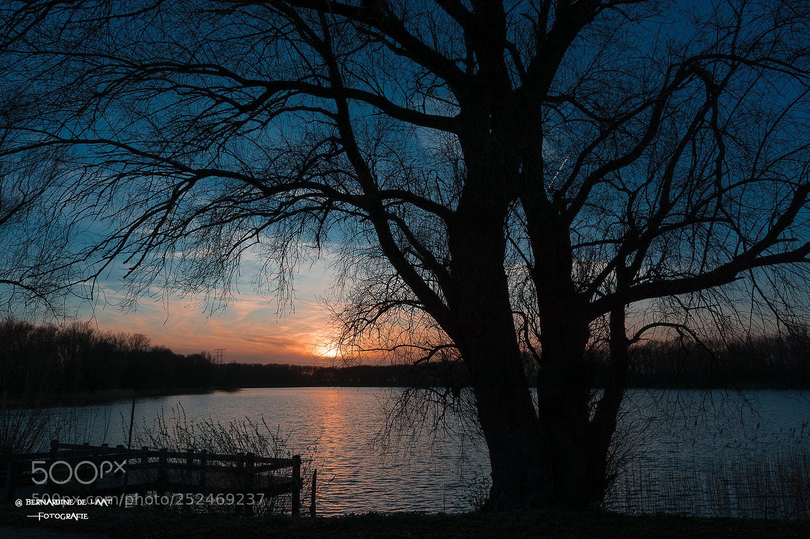 Nikon D7100 sample photo. From under the tree photography