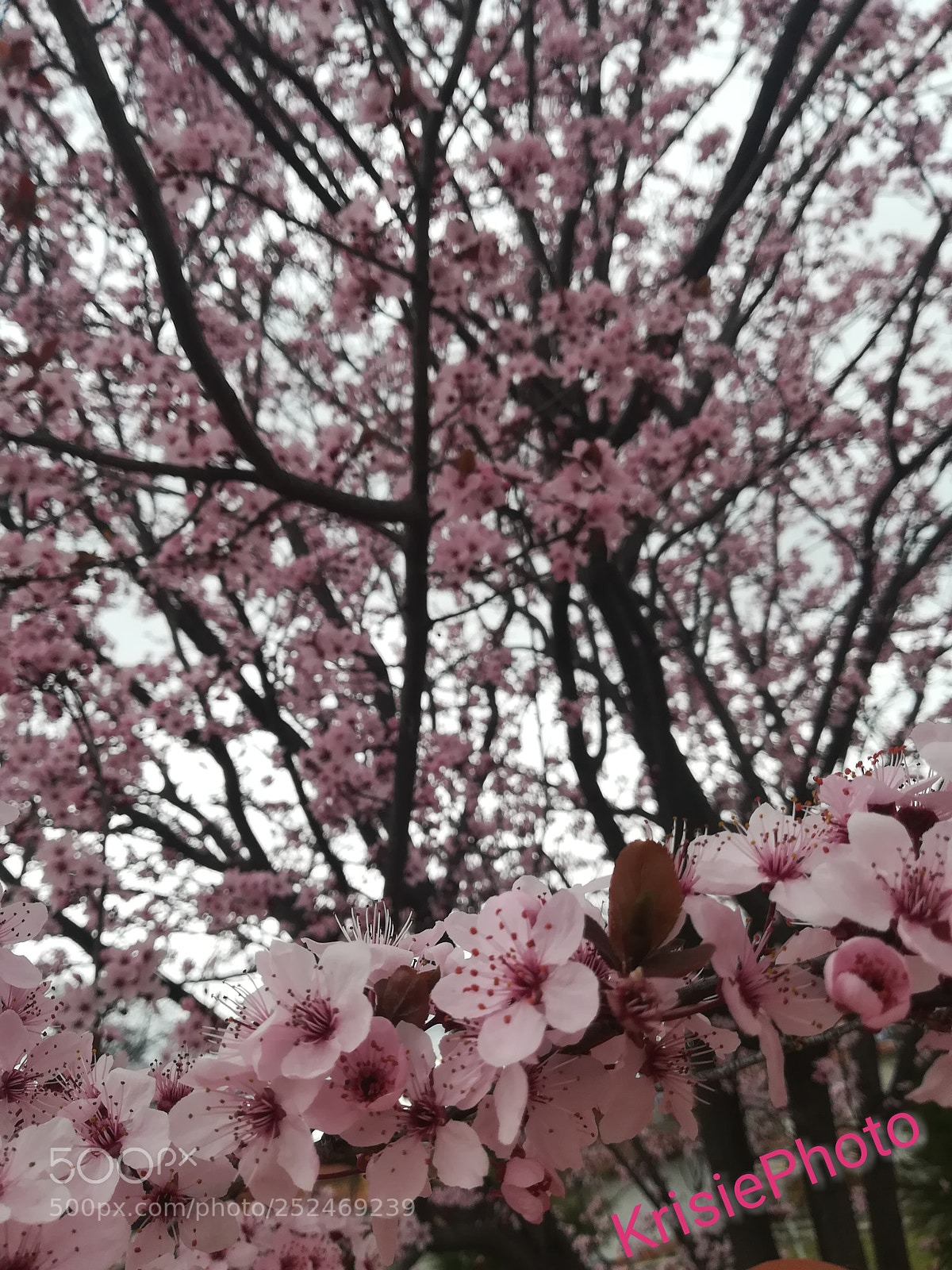 HUAWEI P10 lite sample photo. Made by me photography