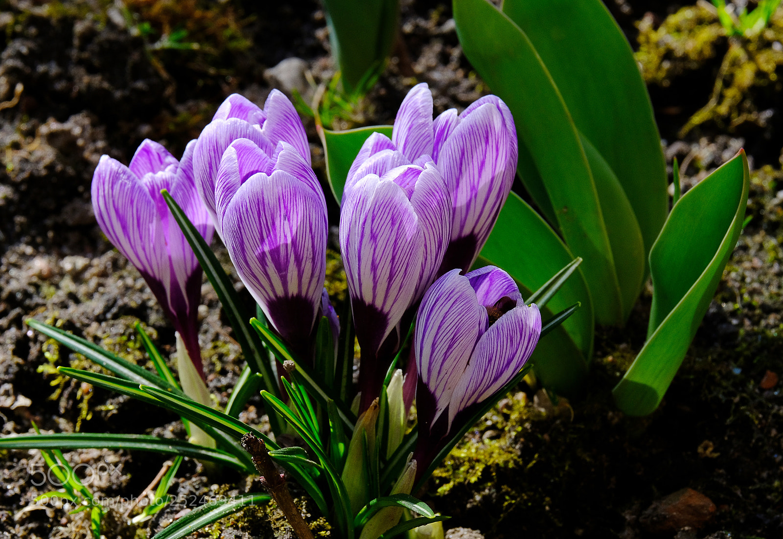Fujifilm X-T20 sample photo. Spring flowering of saffron photography