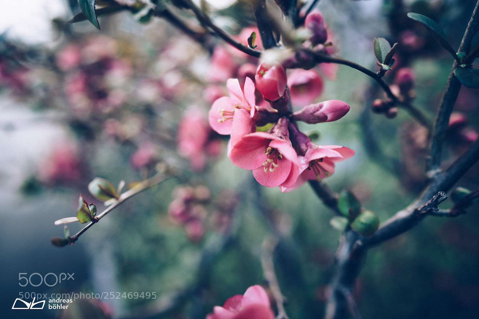 Sony a7R II sample photo. Spring flowers photography