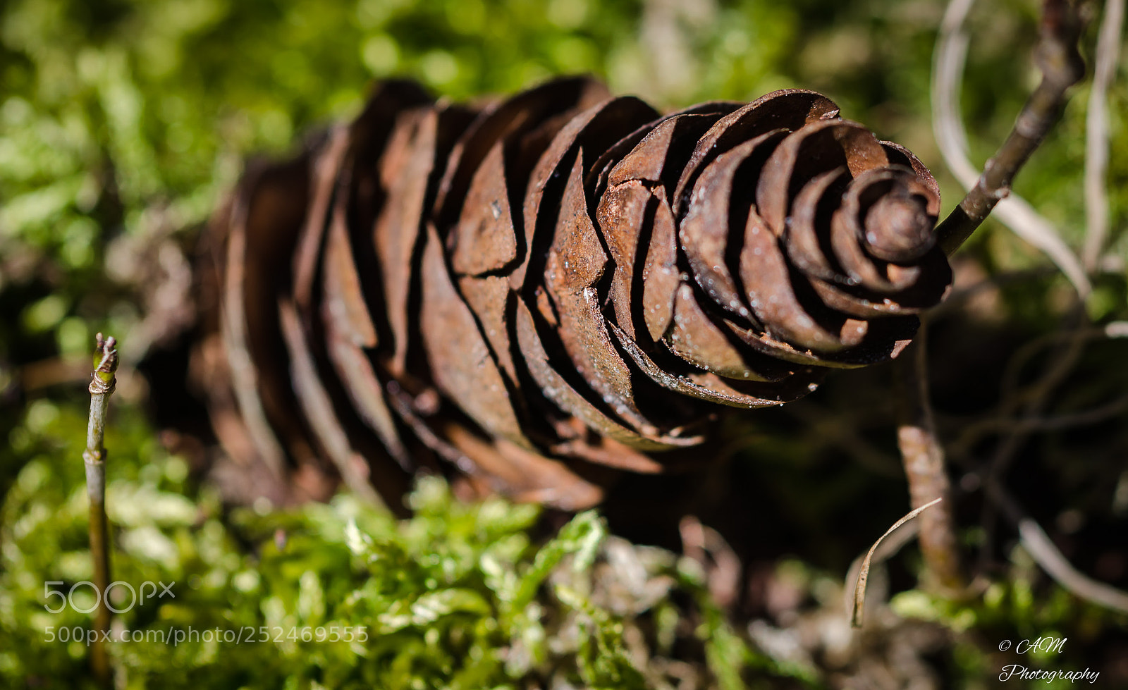 Nikon D5100 sample photo. Tannenzapfen photography