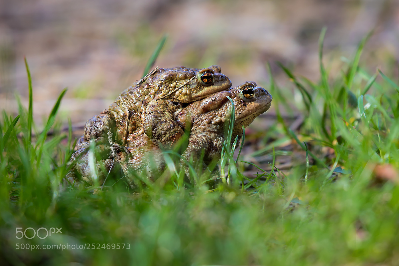Canon EOS 7D Mark II sample photo. In cerca dello stagno.... photography