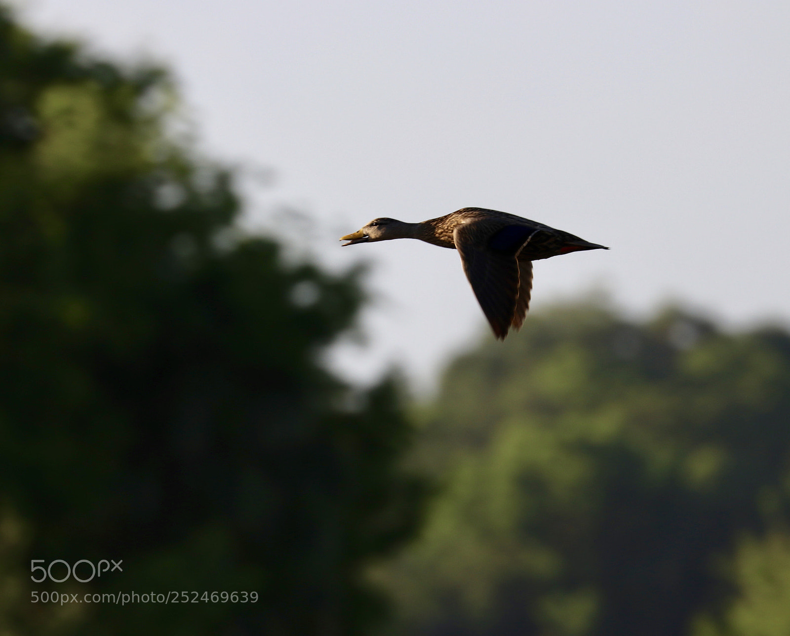 Canon EOS 80D sample photo. Duck in flight  photography