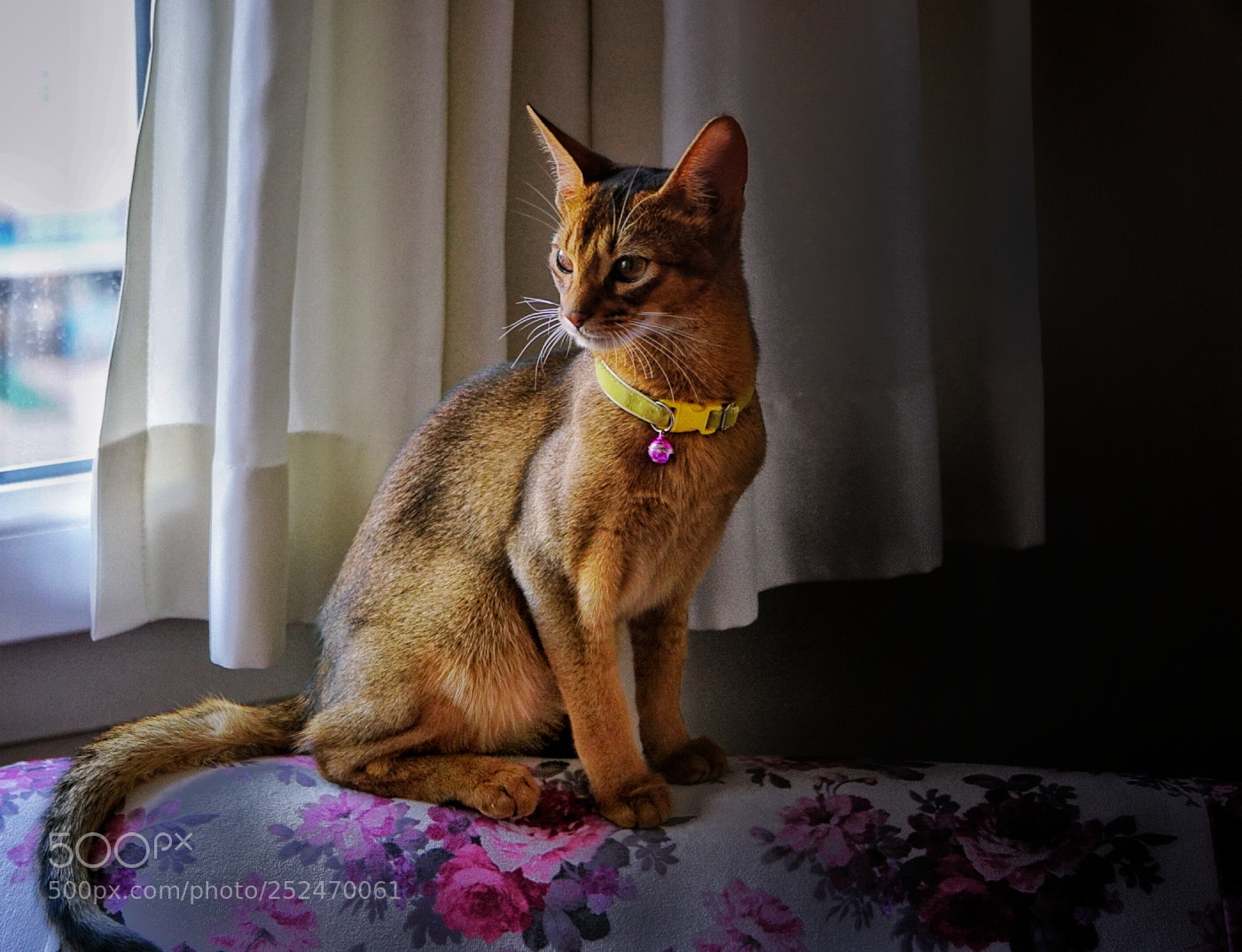 Sony a6000 sample photo. Cat photography