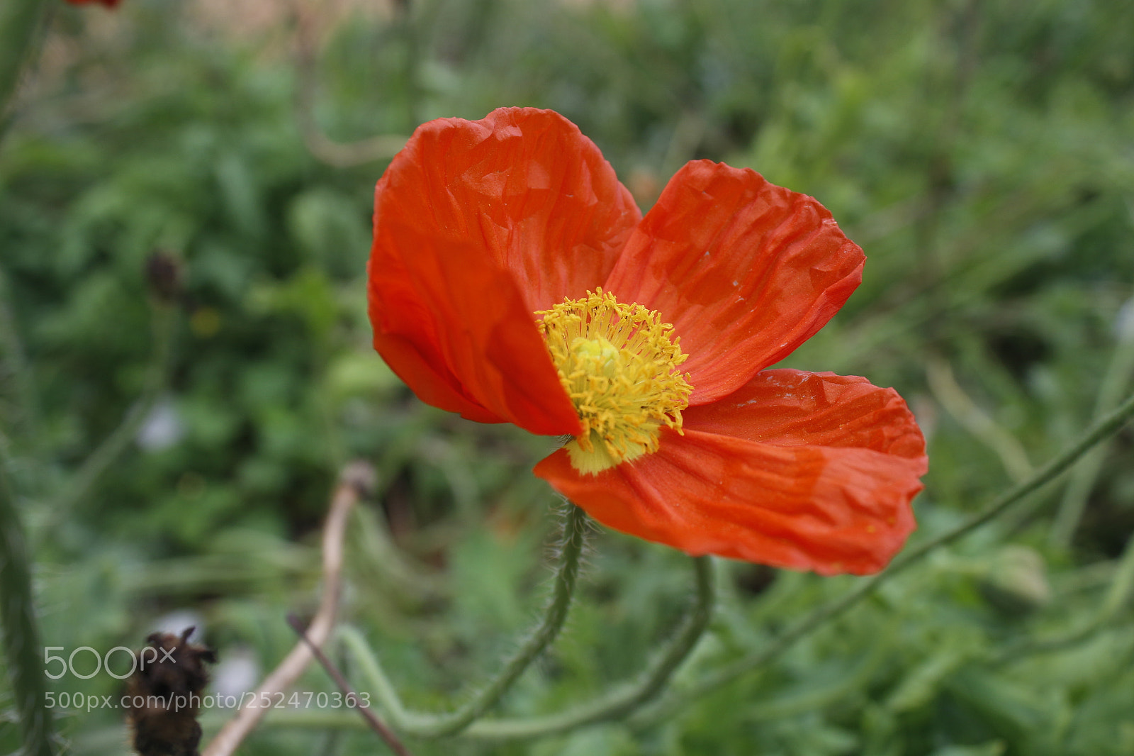 Canon EOS 700D (EOS Rebel T5i / EOS Kiss X7i) sample photo. Untitled photography