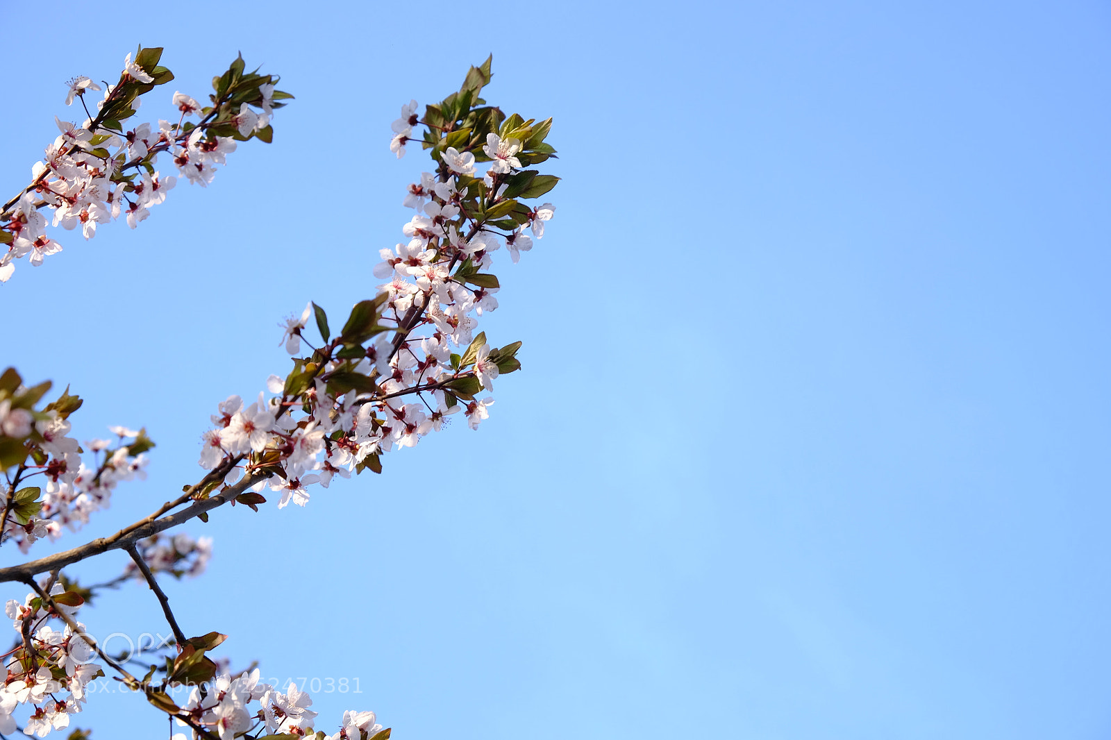 Fujifilm X-T1 sample photo. Spring photography