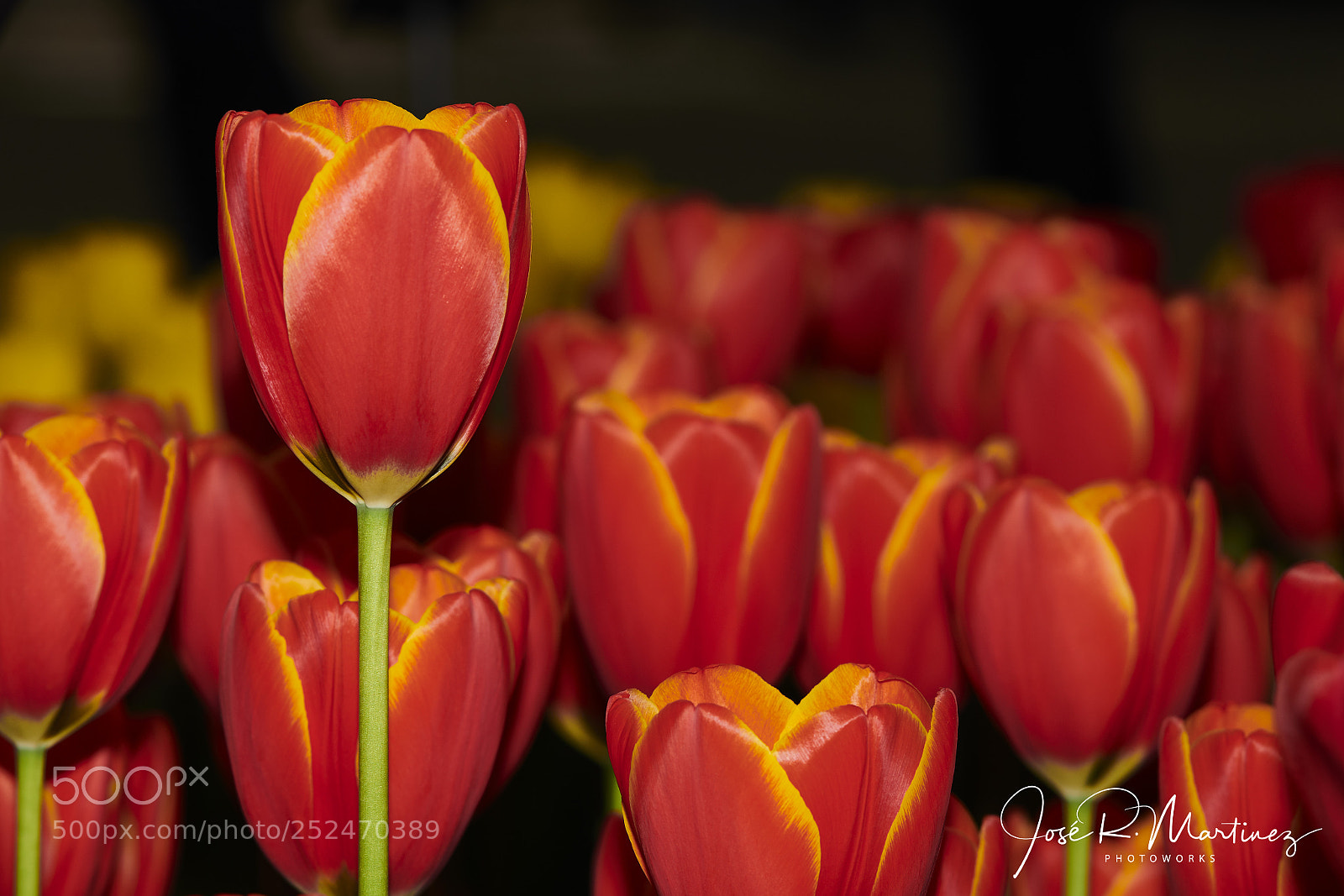 Nikon D850 sample photo. 20180326_0723.jpg photography