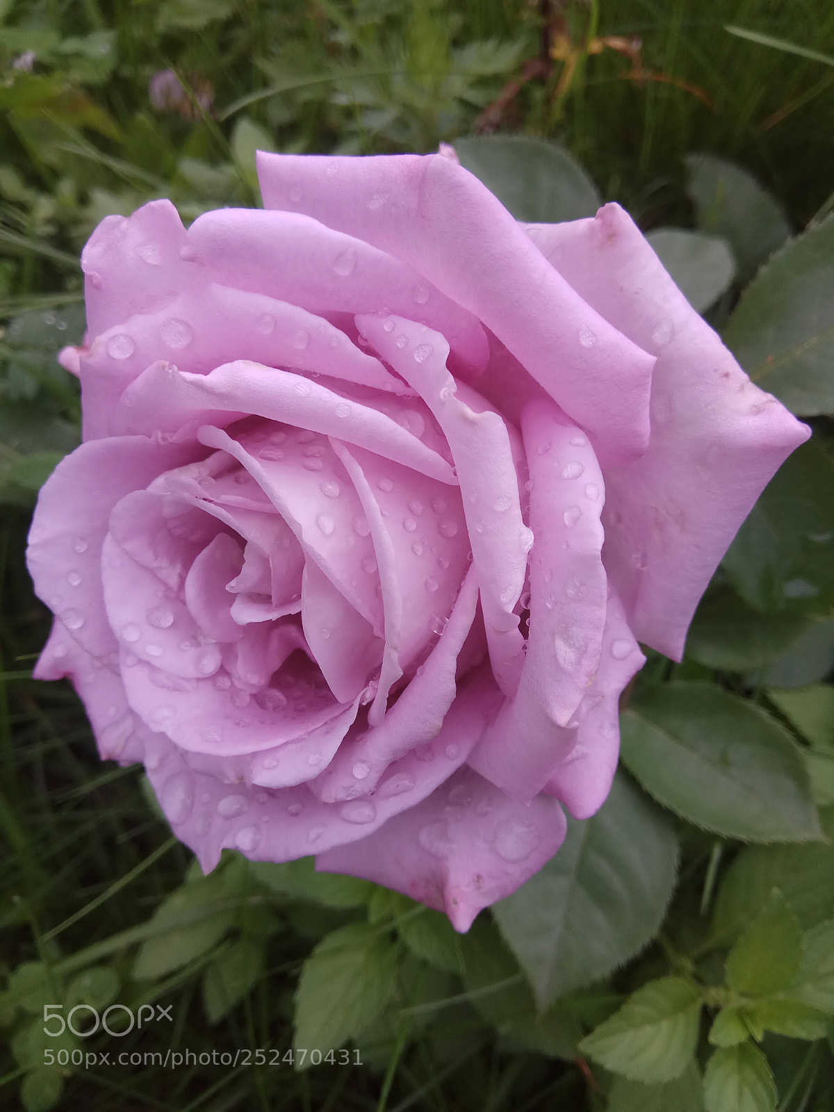 Xiaomi Redmi Note 4 sample photo. Rose photography