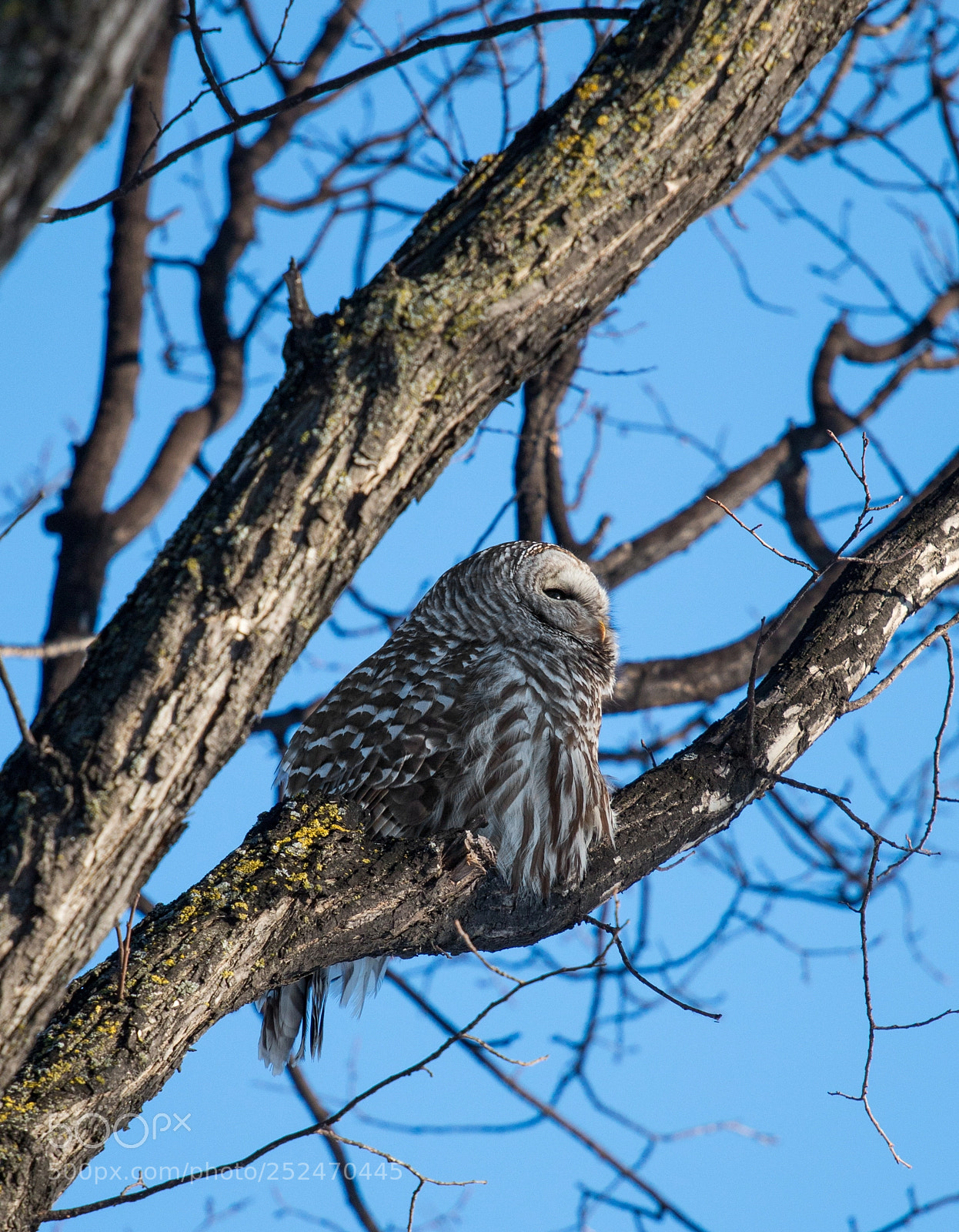 Canon EOS 70D sample photo. Owl in fargo photography