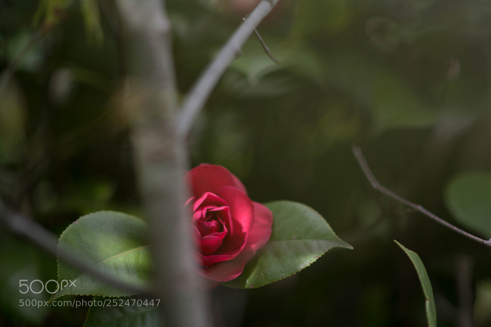 Nikon D7100 sample photo. Untitled photography