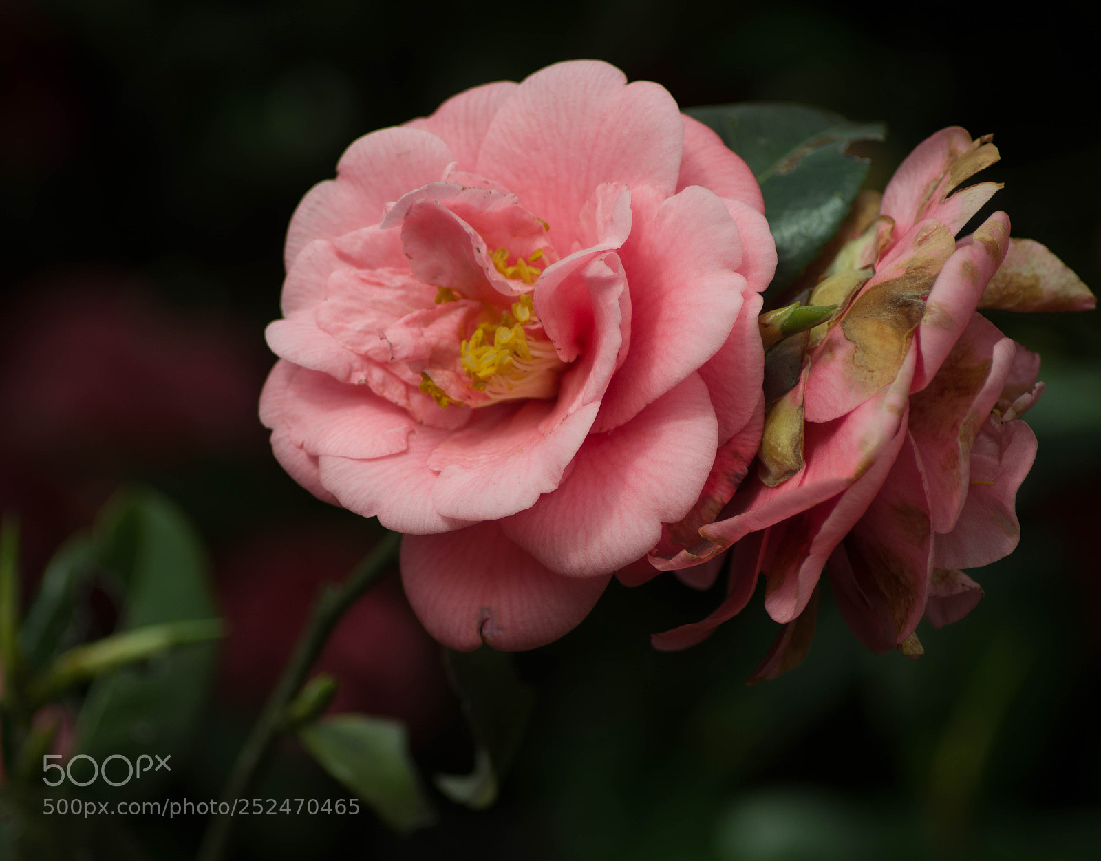 Nikon D7100 sample photo. Untitled photography