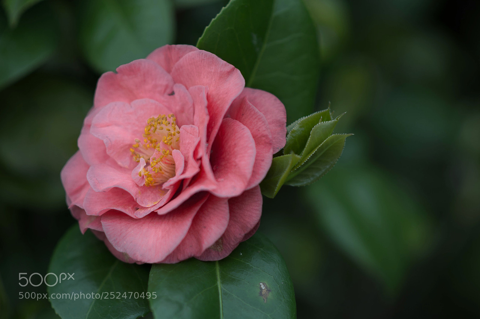 Nikon D7100 sample photo. Untitled photography