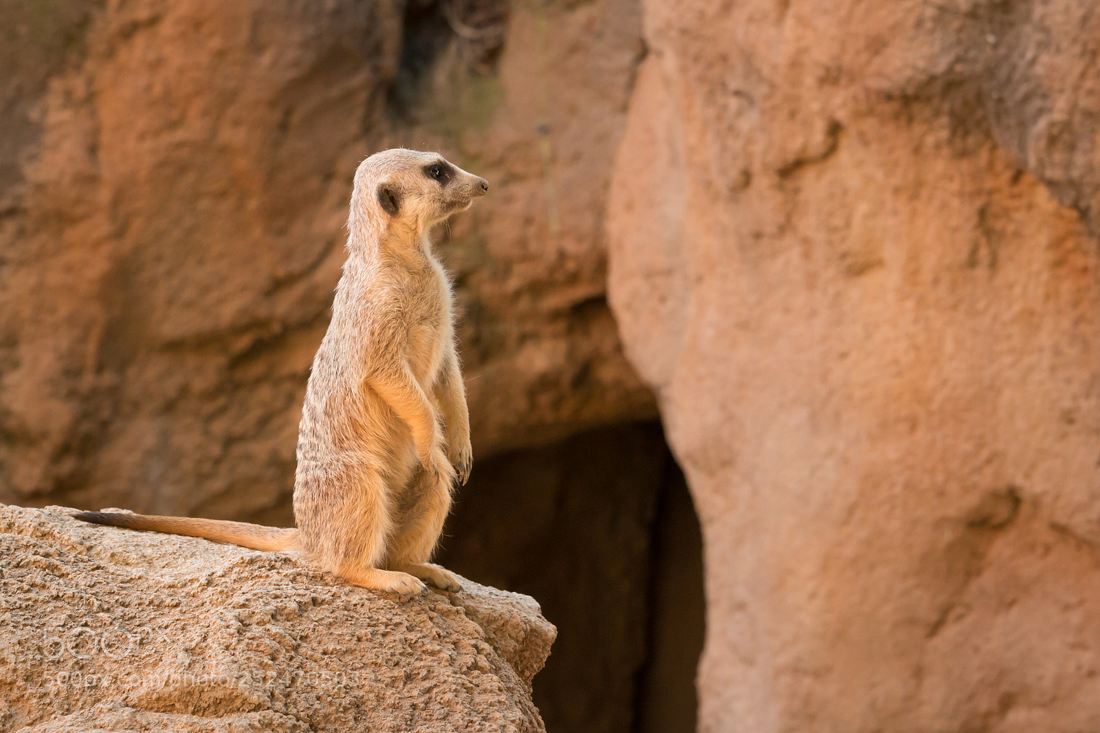 Canon EOS 70D sample photo. Suricate photography