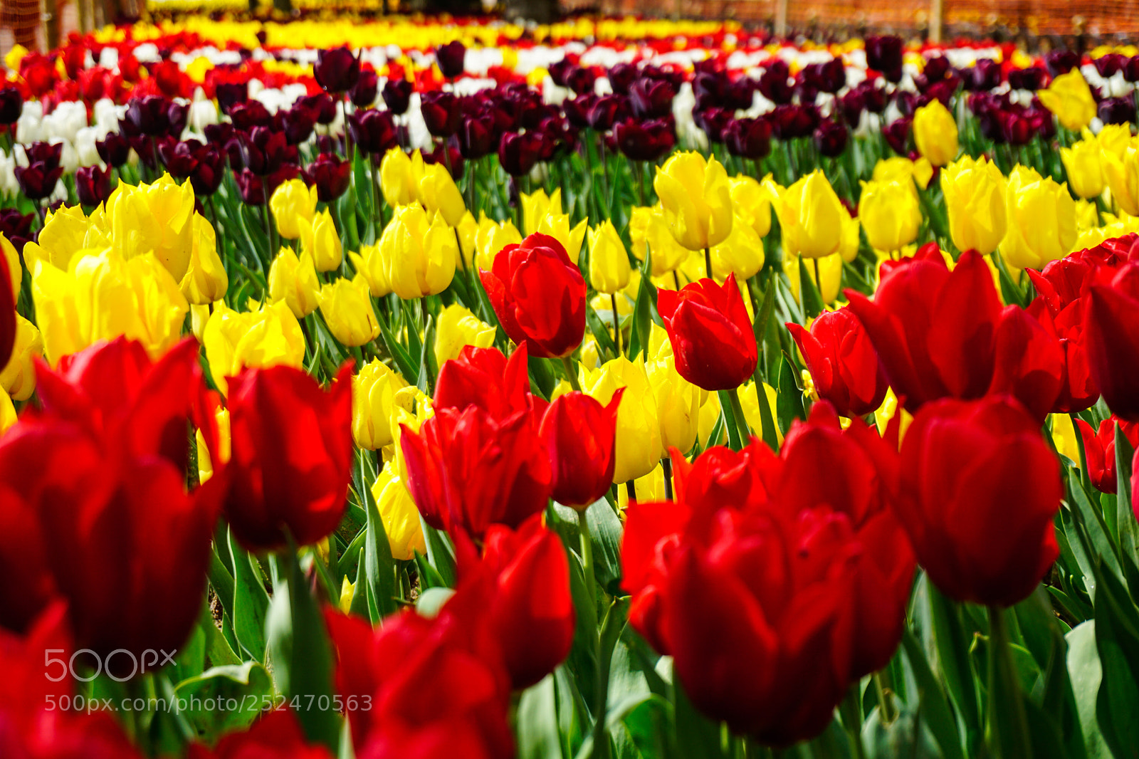 Sony a6000 sample photo. Tulip city photography