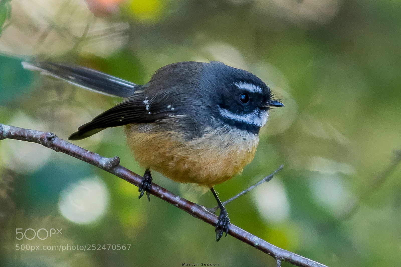 Canon EOS 7D Mark II sample photo. Visiting fantail photography