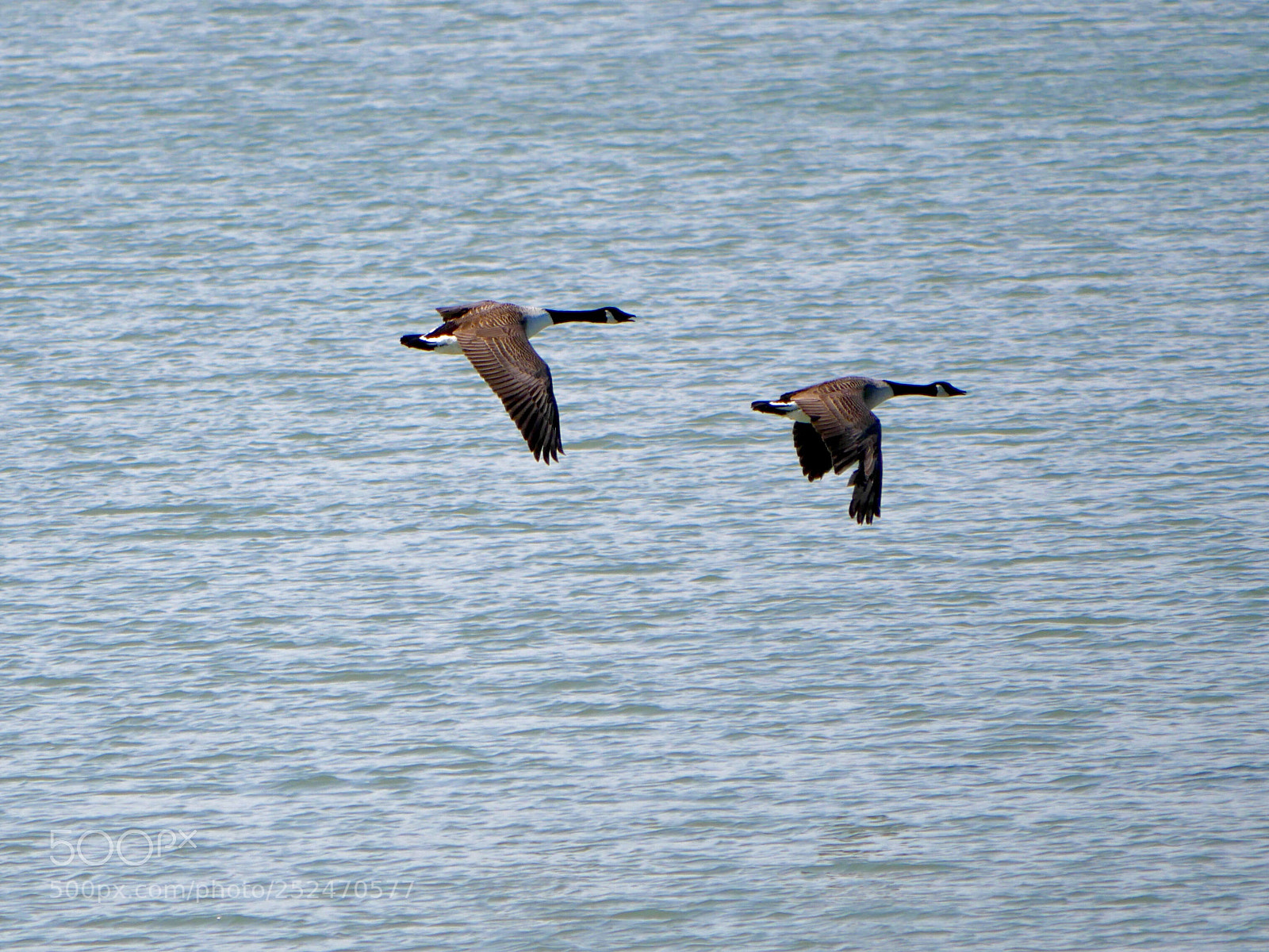 Panasonic Lumix DMC-G85 (Lumix DMC-G80) sample photo. Bernaches du canada
 photography