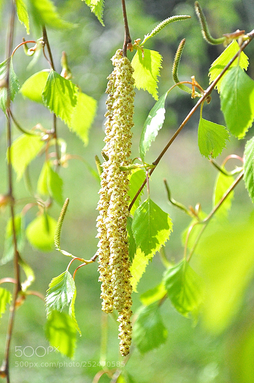 Nikon D5000 sample photo. Birch tree photography