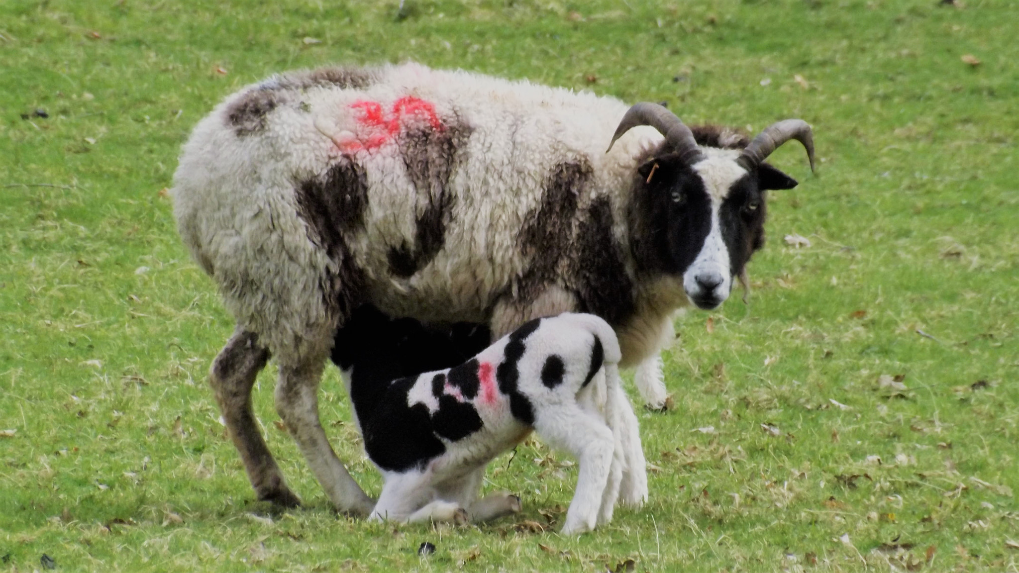 Fujifilm FinePix S4500 sample photo. Mother and lamb photography