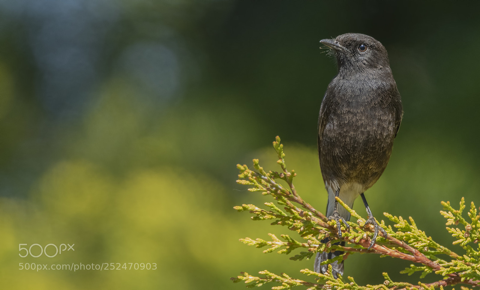 Nikon D850 sample photo. Pied bushchat photography