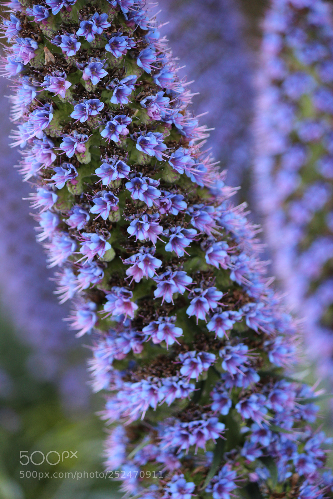 Canon EOS 600D (Rebel EOS T3i / EOS Kiss X5) sample photo. Purple blues photography