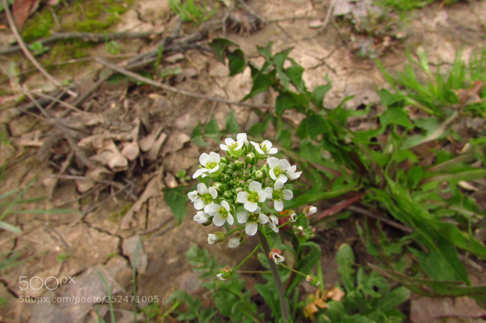 Canon PowerShot SX500 IS sample photo. The white flower photography