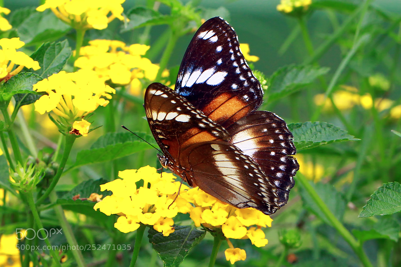Canon EOS 60D sample photo. Butterfly photography