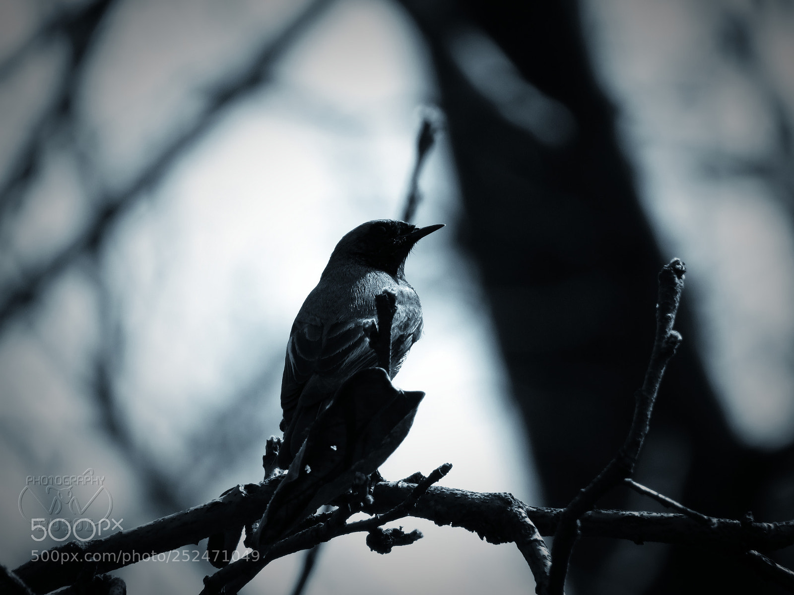 Canon PowerShot SX540 HS sample photo. Bird_12 photography