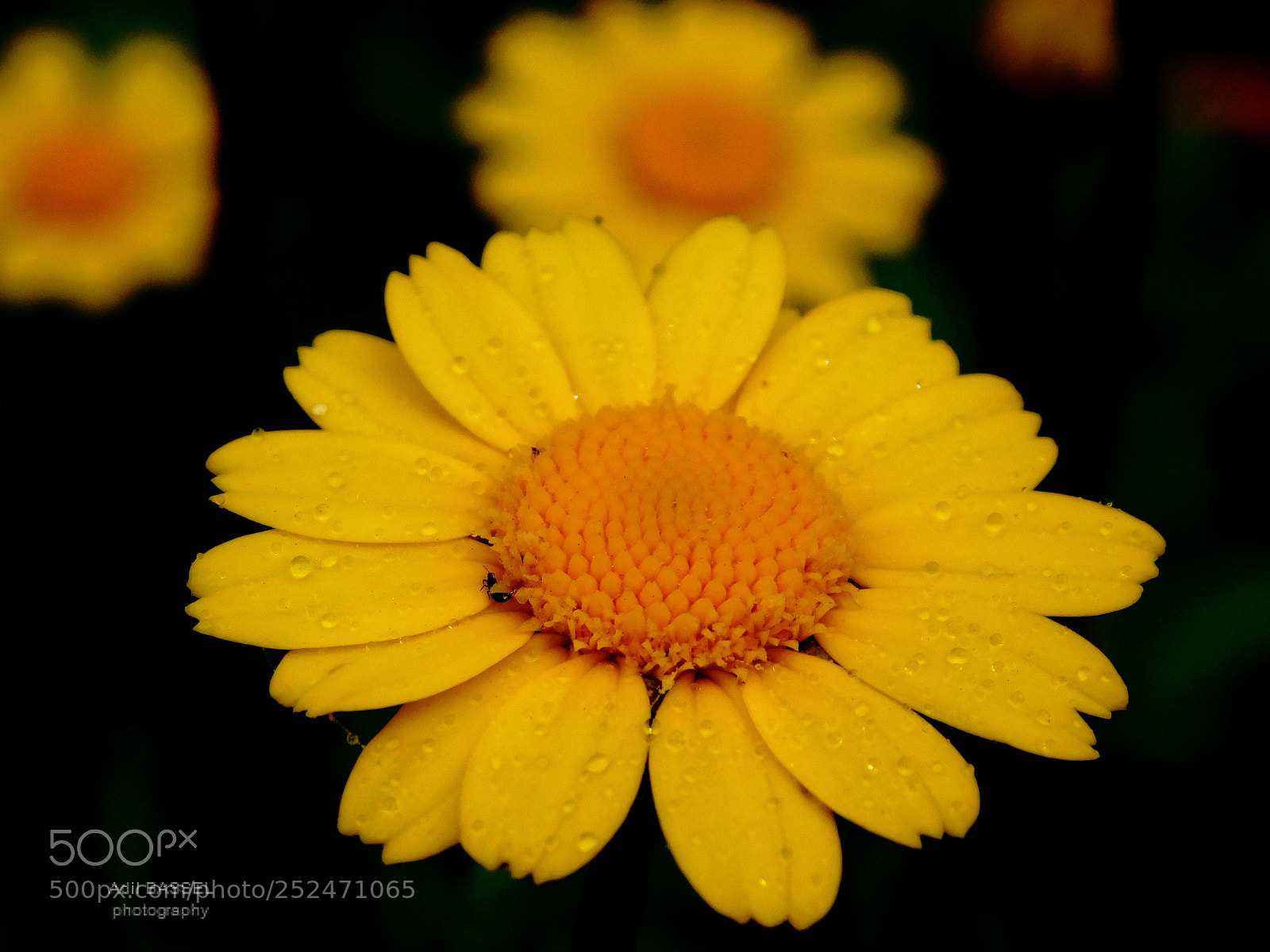 Nikon Coolpix L840 sample photo. Yellow flower with raindrops photography