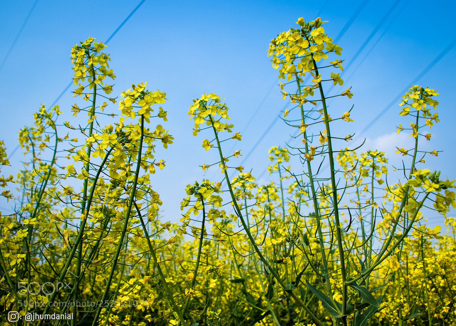 Canon EOS 80D sample photo. Spring season photography