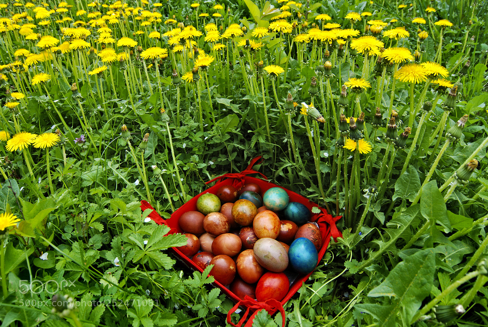 Nikon D80 sample photo. Easter eggs in the photography