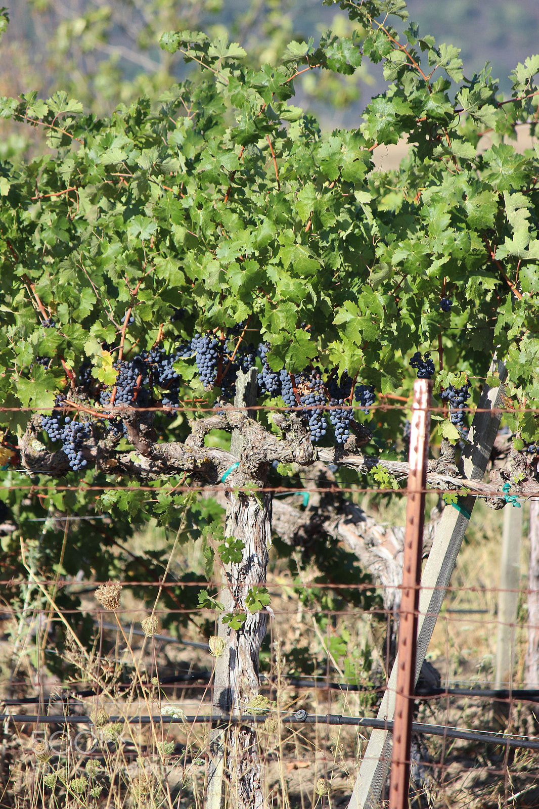 Canon EOS 600D (Rebel EOS T3i / EOS Kiss X5) sample photo. Grapes photography