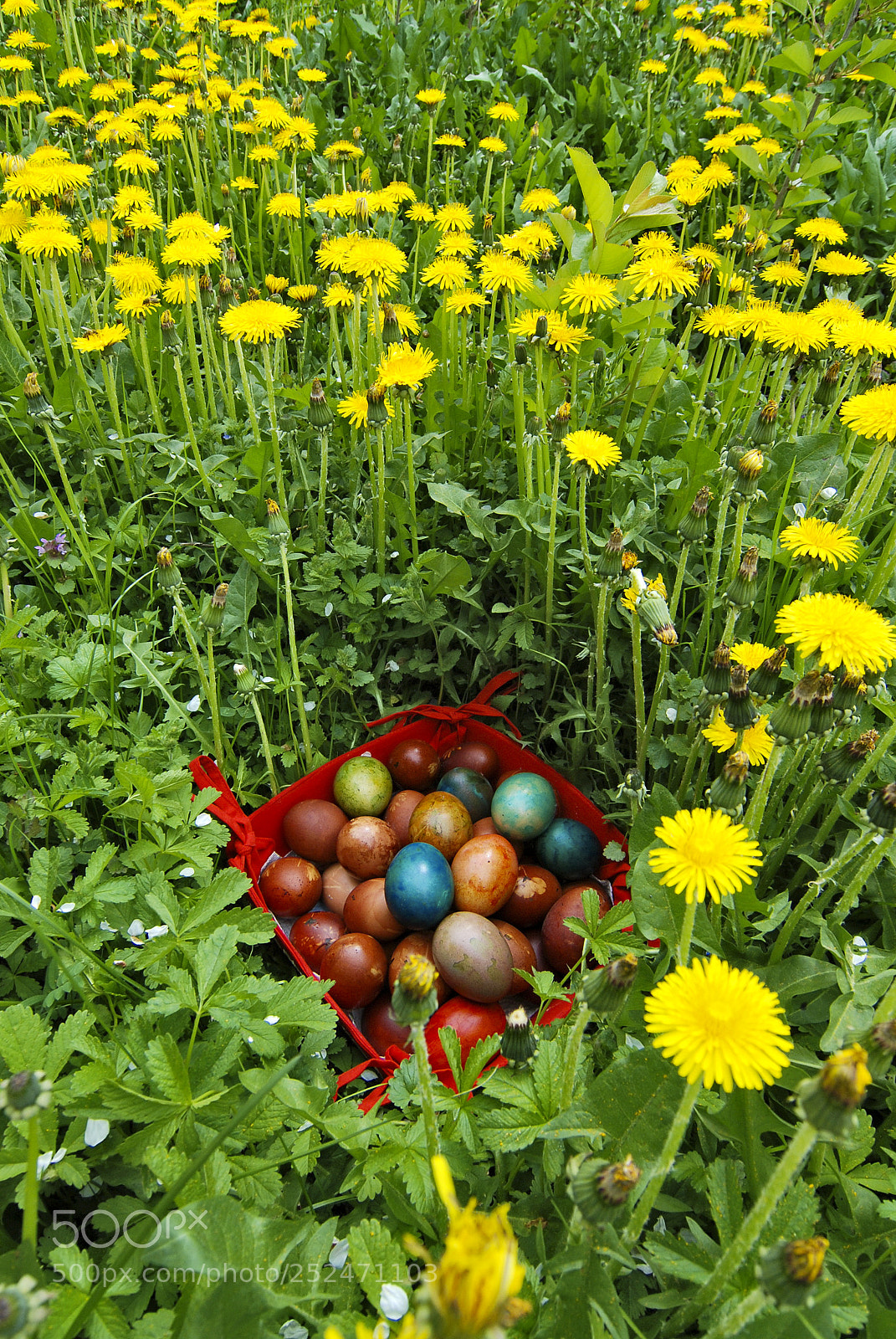 Nikon D80 sample photo. Easter eggs in the photography