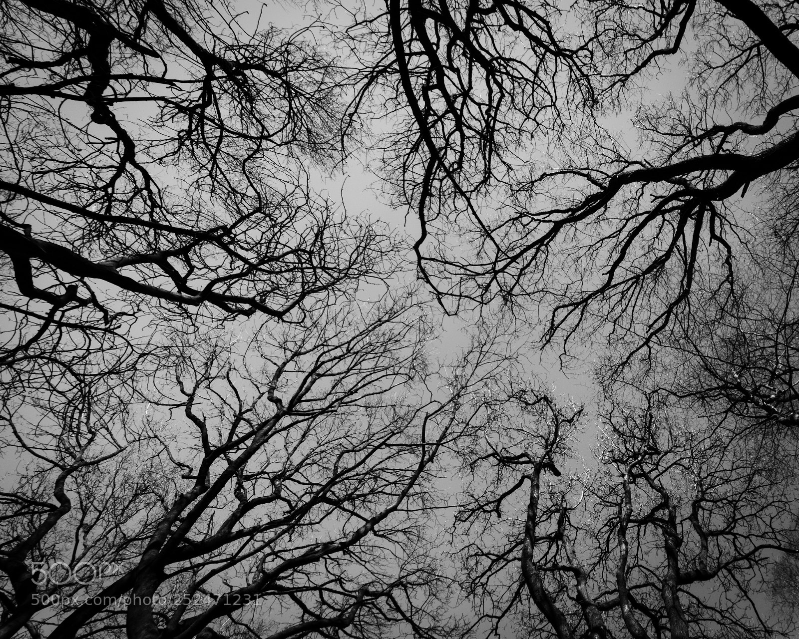 Nikon D3300 sample photo. The nerves photography