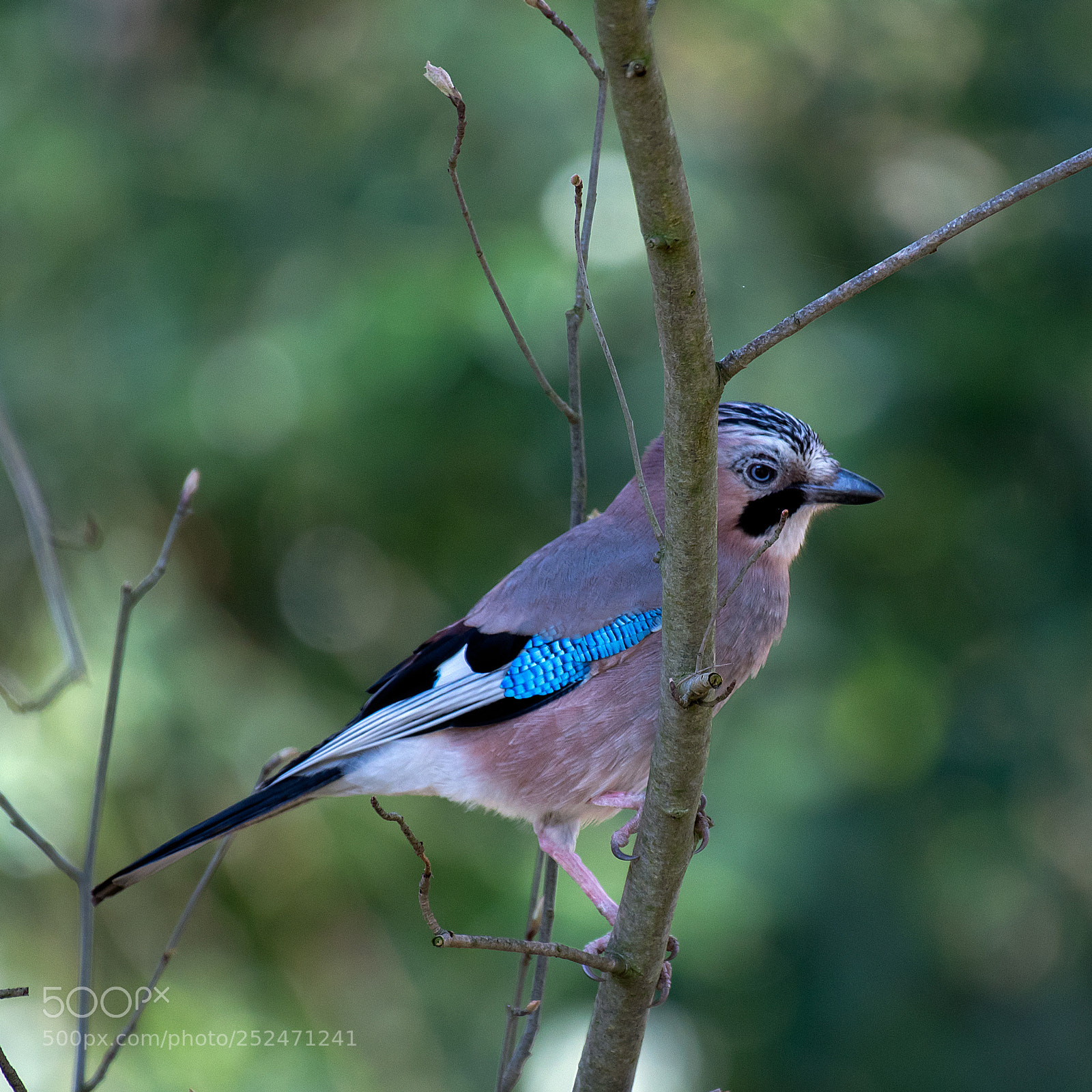 Nikon D500 sample photo. Vlaamse gaai photography