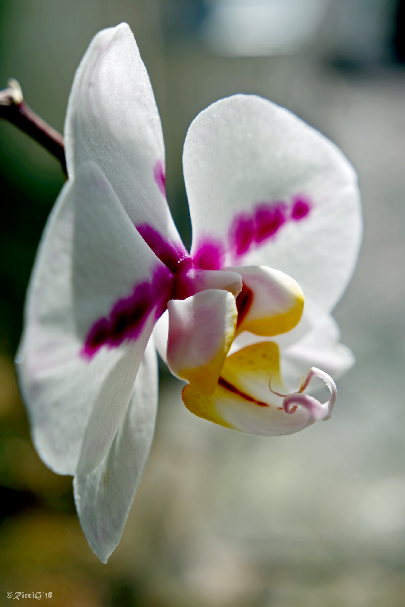 Samsung NX3300 sample photo. Orchid photography