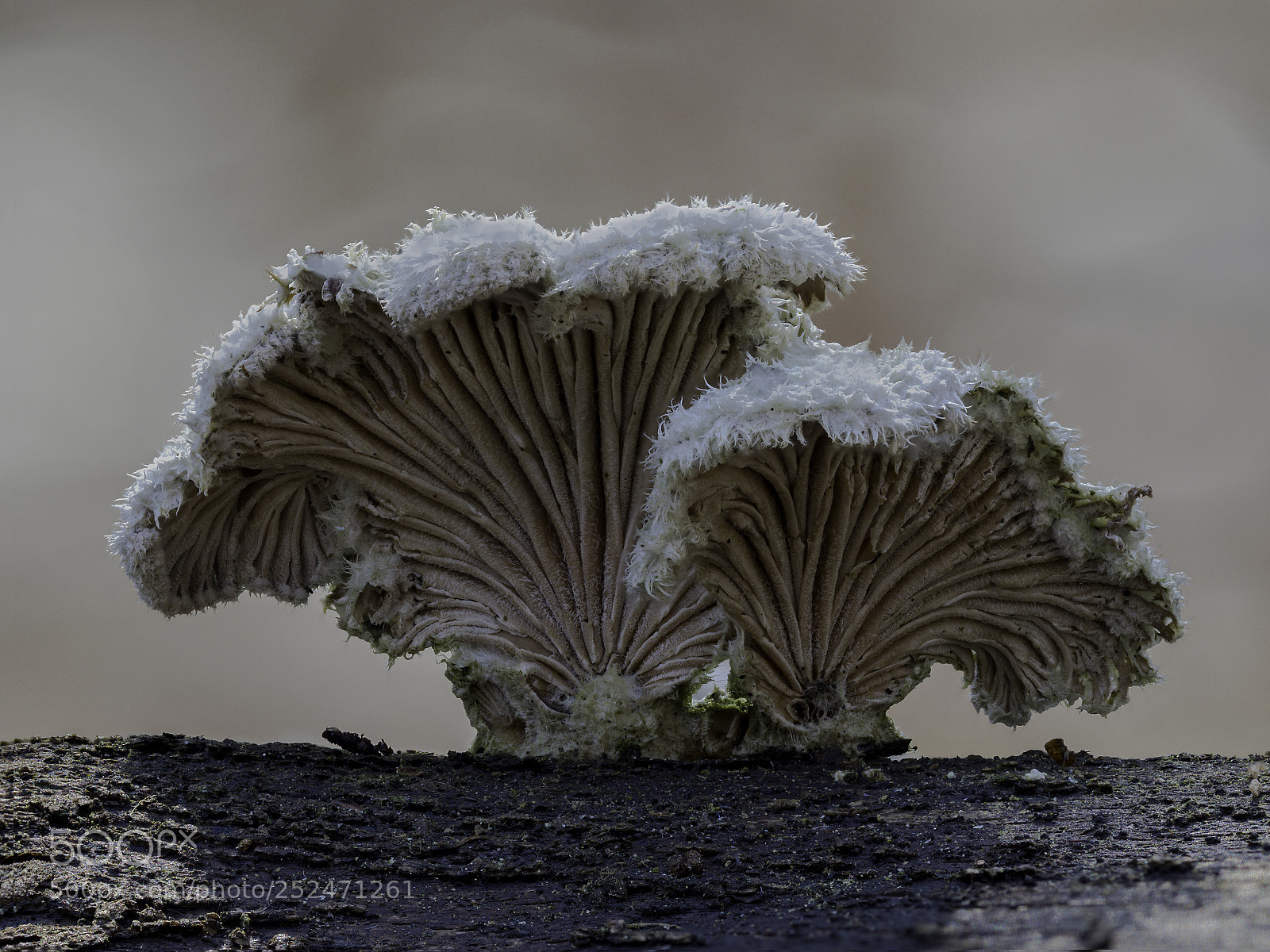 Olympus OM-D E-M1 Mark II sample photo. Schizophyllum commune photography