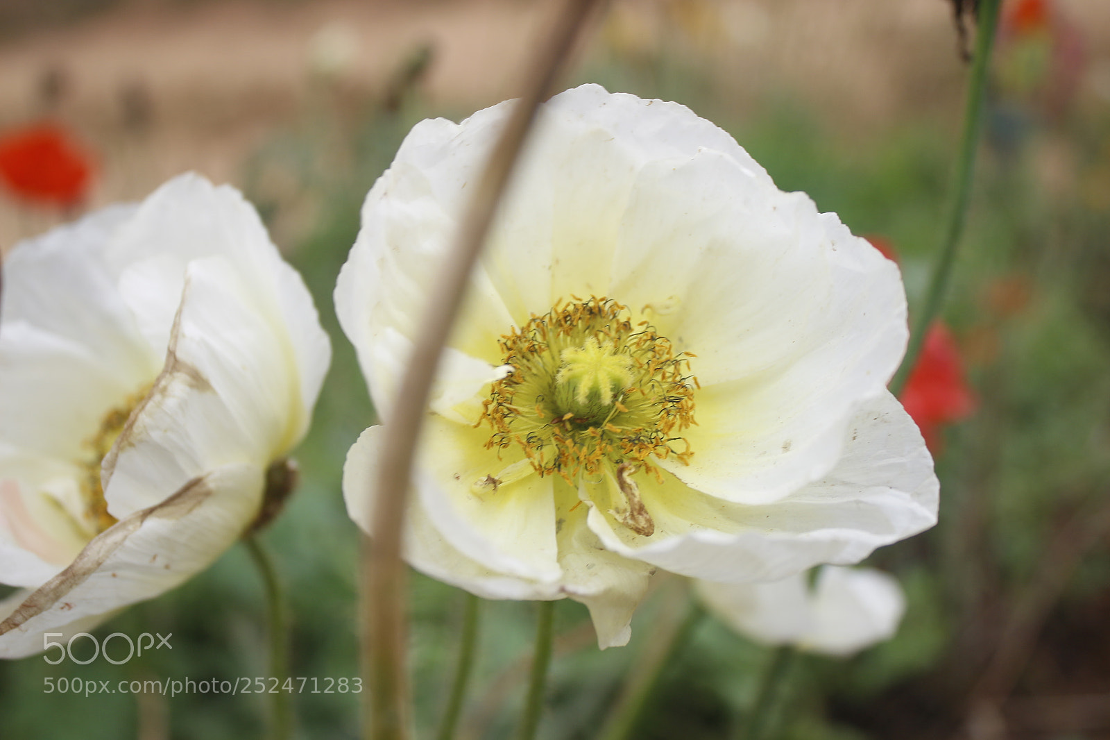 Canon EOS 700D (EOS Rebel T5i / EOS Kiss X7i) sample photo. Untitled photography