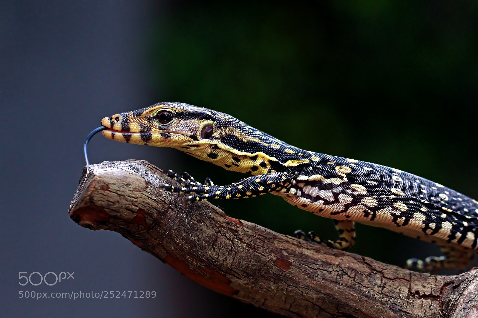 Canon EOS 60D sample photo. Baby salvator monitor borneo photography