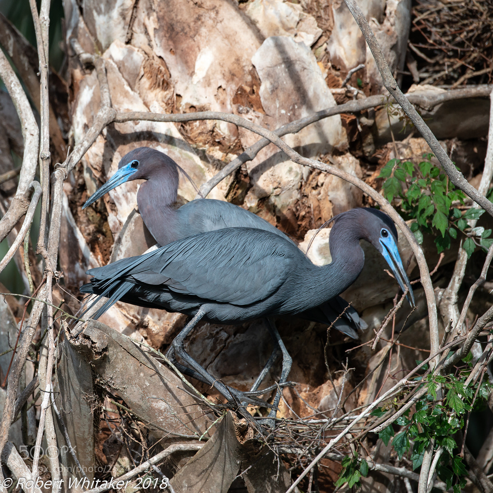 Nikon D800 sample photo. Little blue herons nesting photography
