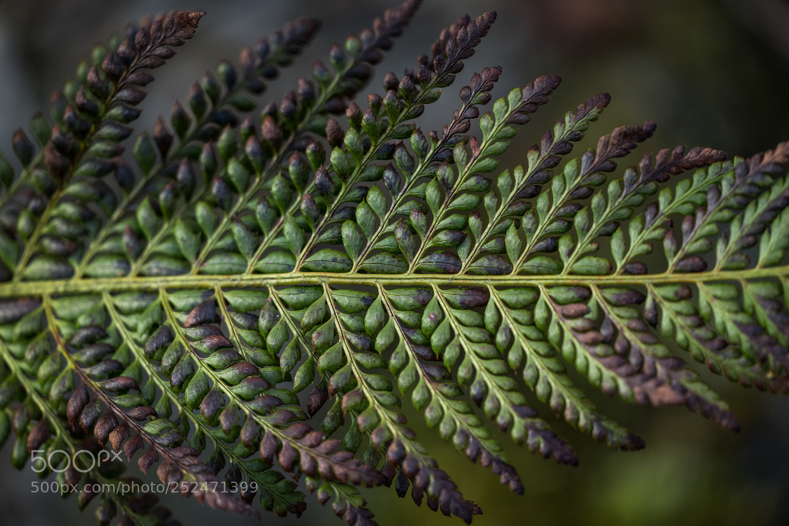 Sony a7R II sample photo. Fern leave in detail photography