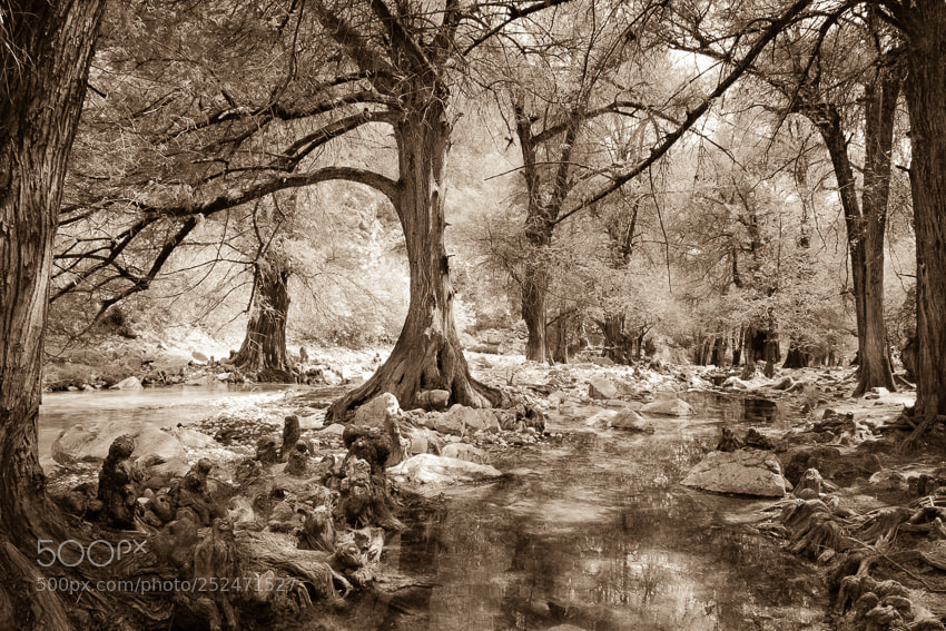 Nikon D3300 sample photo. Magic forest. huehuetlan, m photography