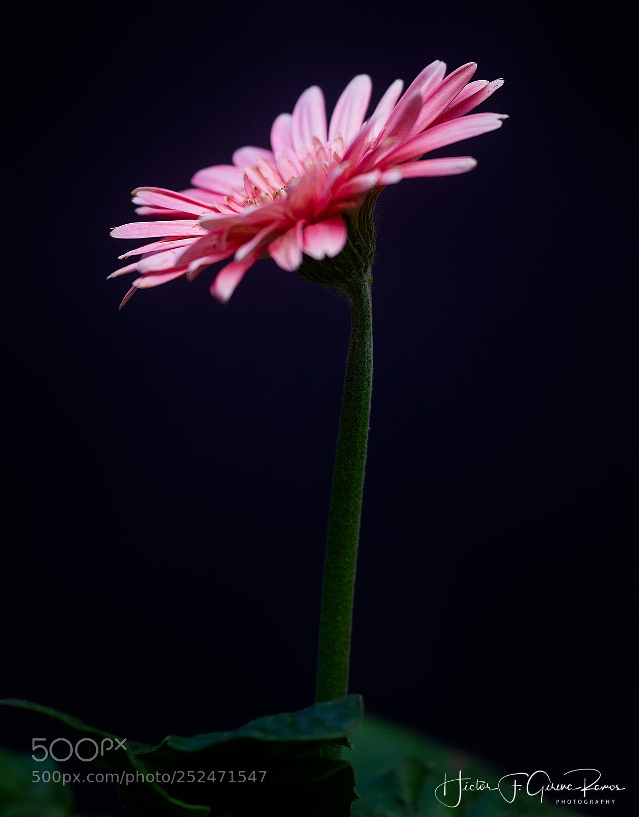 Canon EOS 7D sample photo. Looking up photography