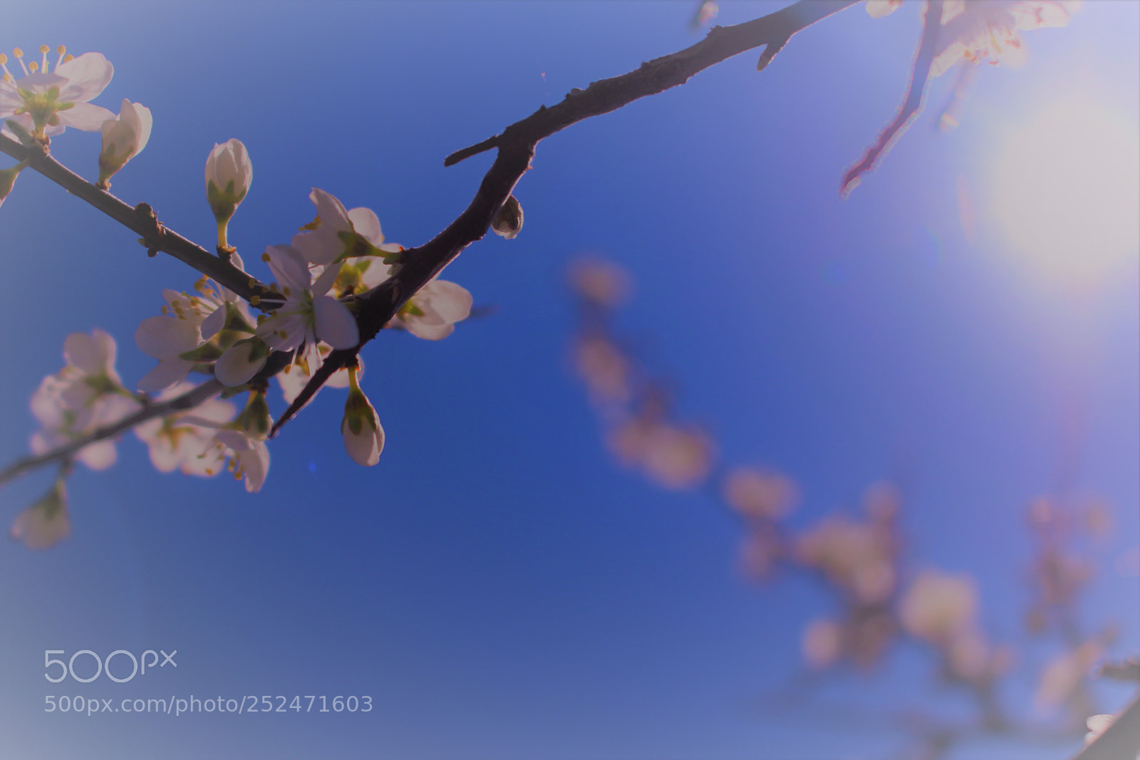 Canon EOS 700D (EOS Rebel T5i / EOS Kiss X7i) sample photo. Img photography