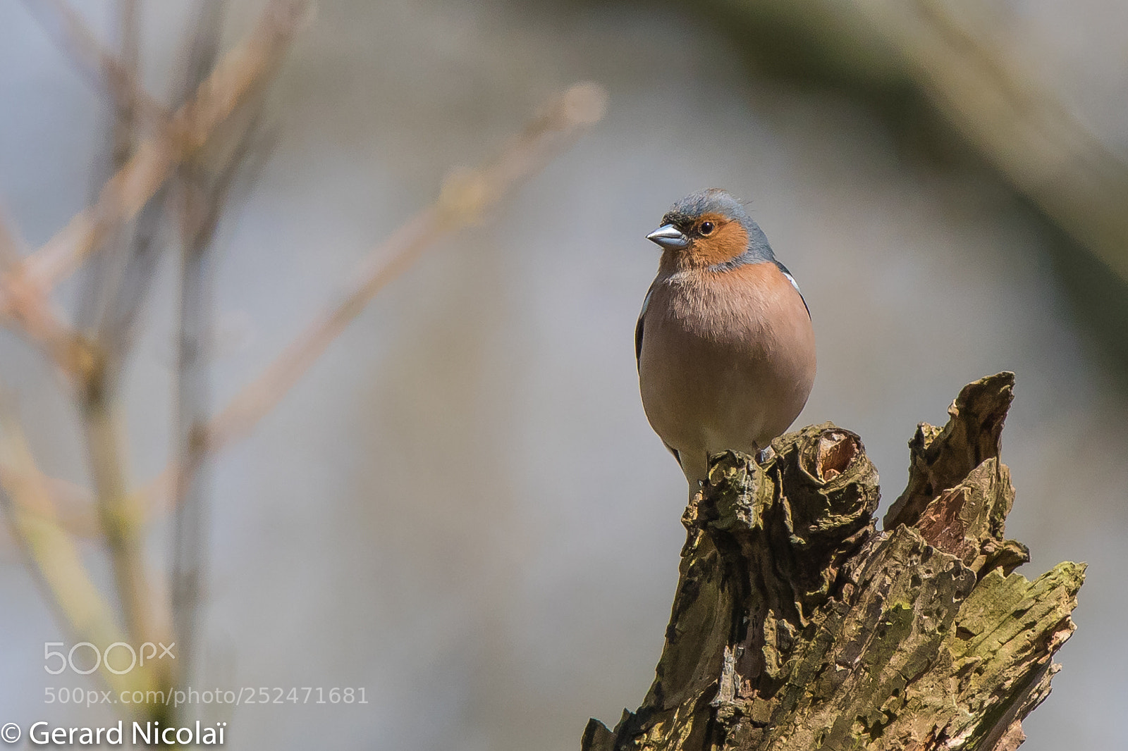 Canon EOS 7D Mark II sample photo. Common chaffinch photography