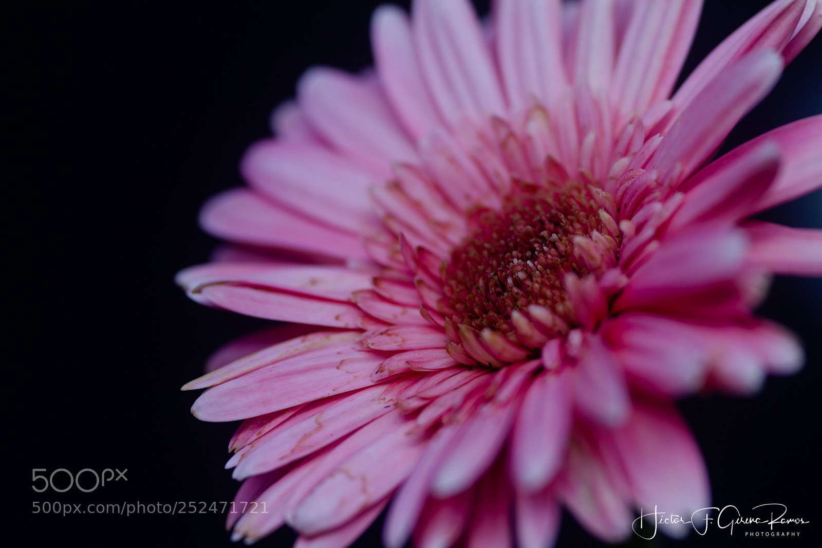 Canon EOS 7D sample photo. Macro photography