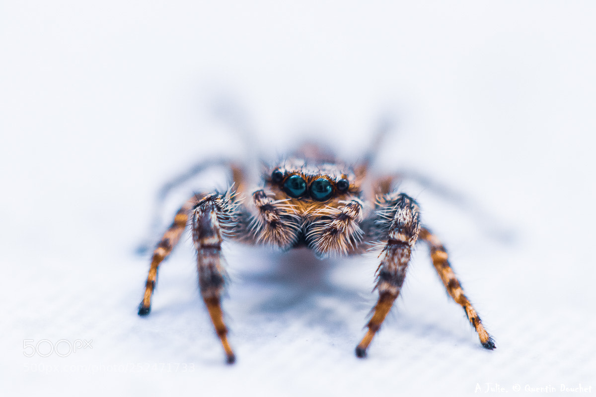 Canon EOS 80D sample photo. Araignée sauteuse photography