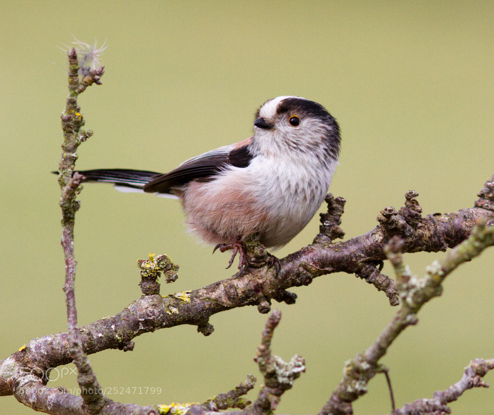 Canon EOS 7D sample photo. Long tailed tit photography