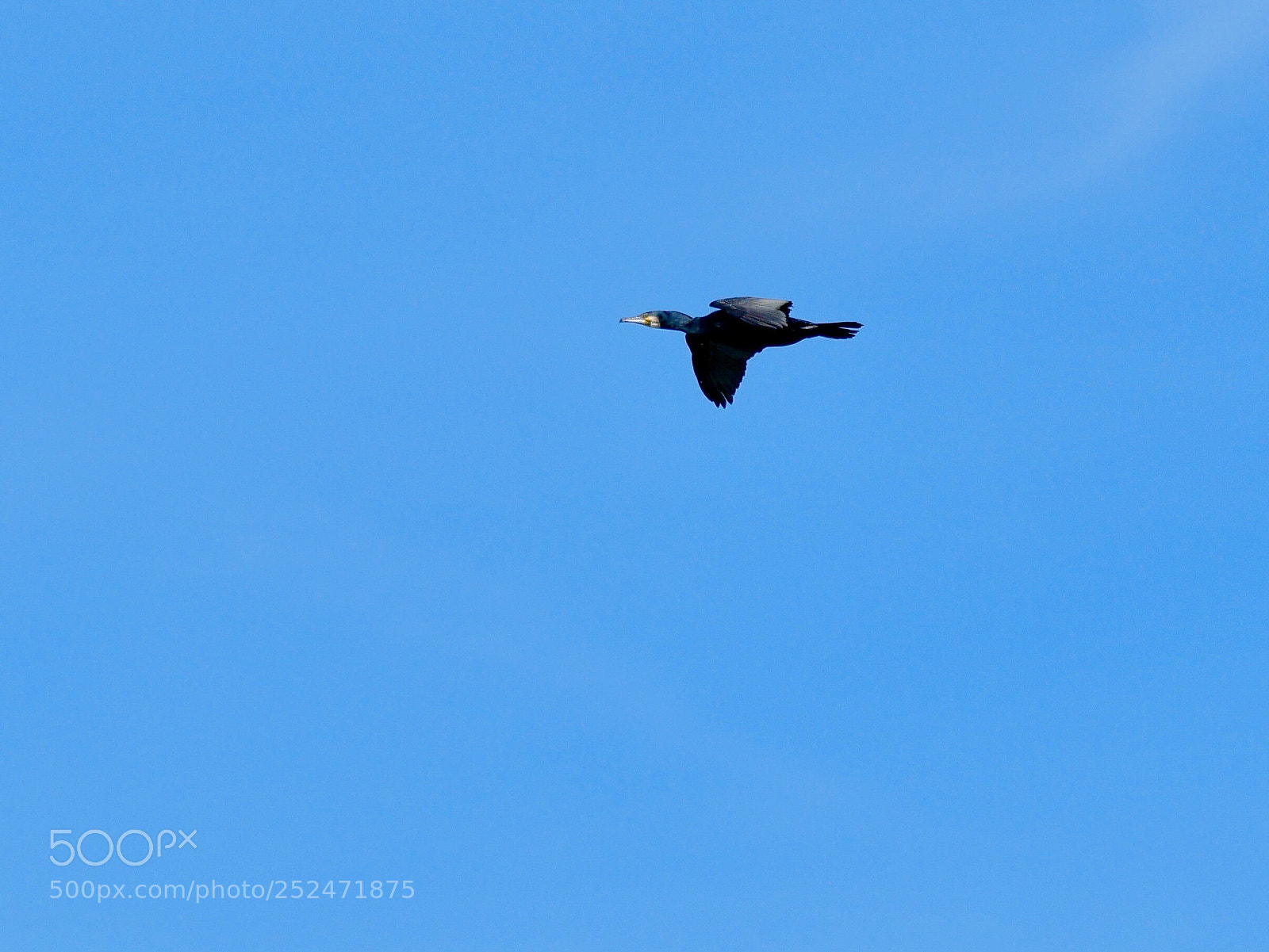 Panasonic Lumix DMC-G85 (Lumix DMC-G80) sample photo. Grand cormoran  photography