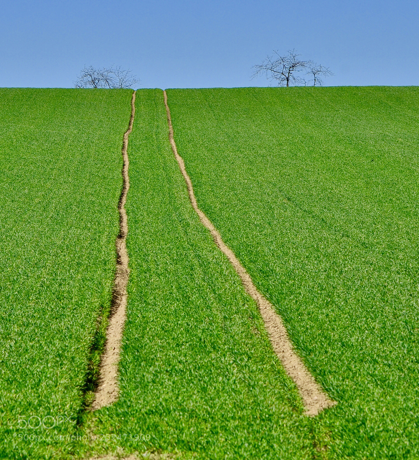 Nikon D5100 sample photo. Road in field photography